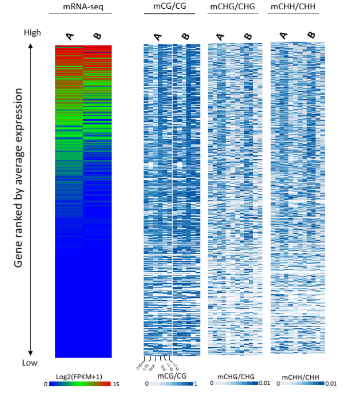 DNA 甲基化与 mRNA 表达的联合分析