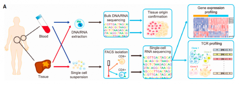 单细胞 RNA 测序应用：肿瘤微环境