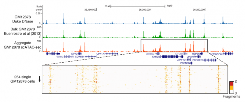 单细胞 ATAC-seq 与常规 ATAC-seq 的一致性图