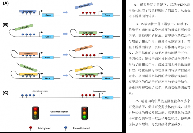  启动子 DNA 甲基化诱导基因表达潜在机制 