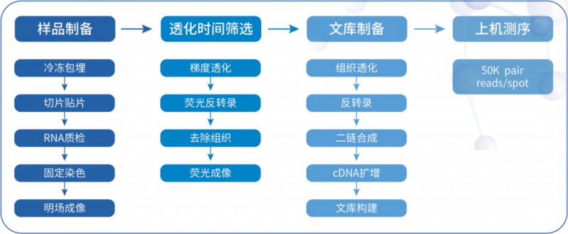  凯发k8国际空间转录组测序流程 