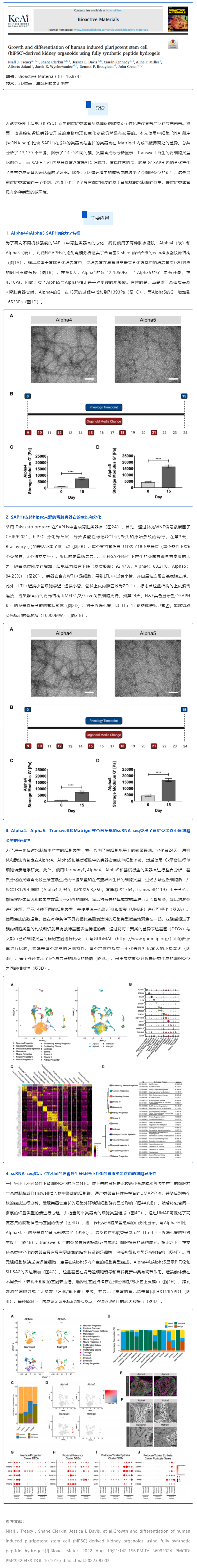全合成肽水凝胶培养的人诱导多能干细胞（hiPSC）来源的肾类器官的生长和分化