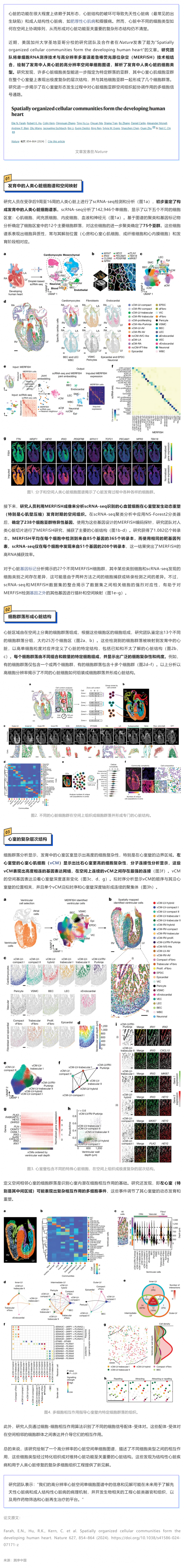 Nature| 利用 RNA 测序和空间成像技术成功构建高分辨率人类心脏空间单细胞图谱