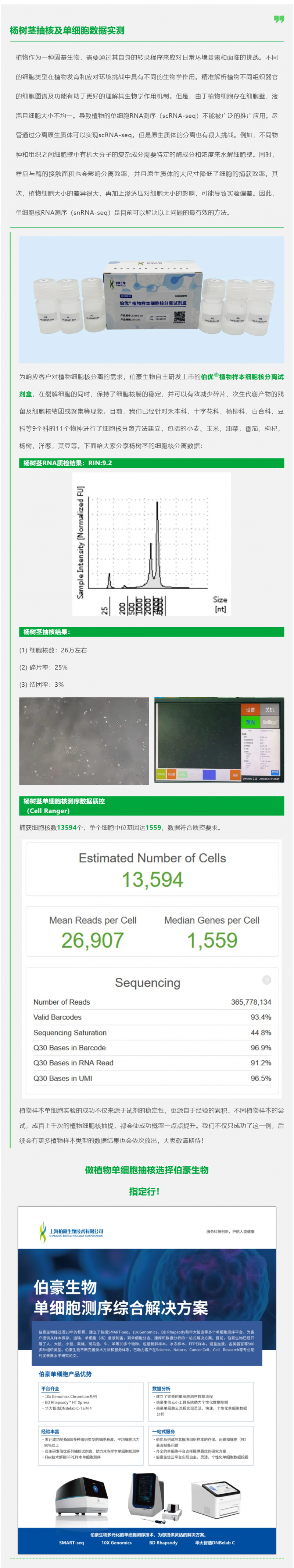 植物抽核哪家强！伯优试剂来帮忙！杨树茎抽核及单细胞数据实测