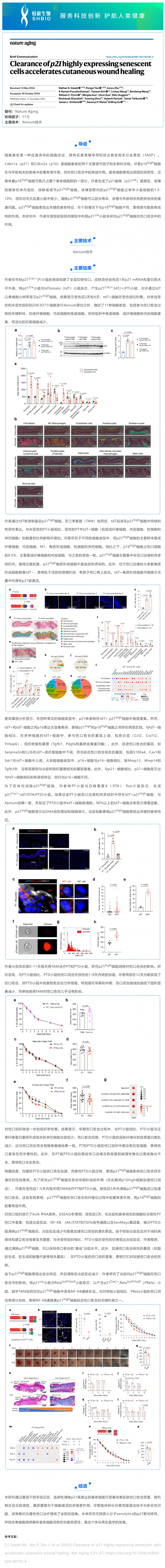 单细胞空间原位检测技术_清除高表达 p21 基因的衰老细胞加速皮肤伤口愈合